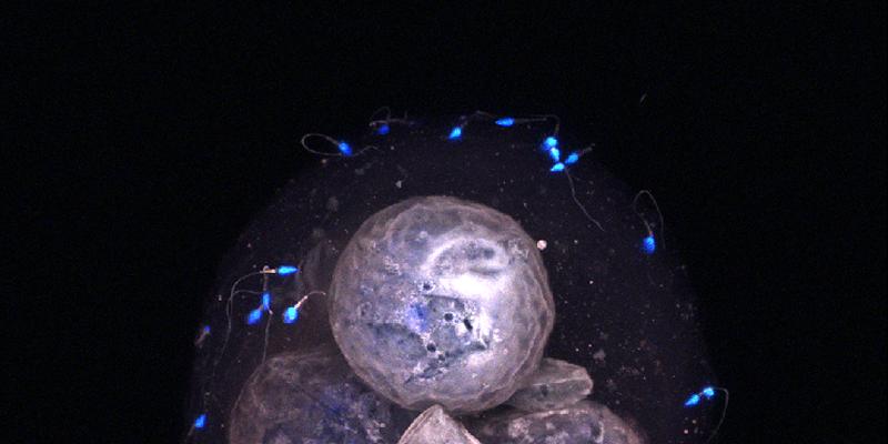 Developmental Biology